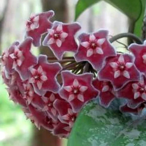 Hoya Pubicalyx Splash Plant