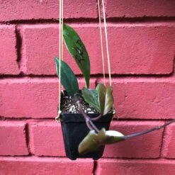 Hoya Pubicalyx Royal Hawaiian Purple Plant -Plant Life Decor Shop HoyaRHP 1