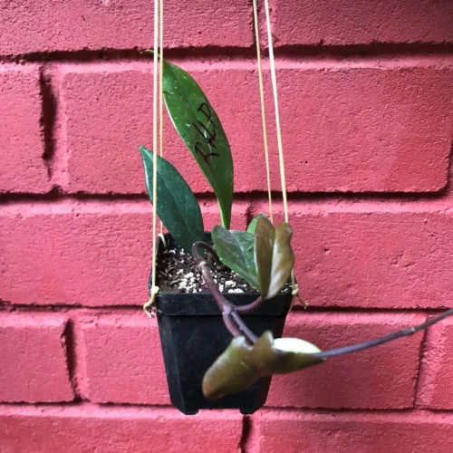 Hoya Pubicalyx Royal Hawaiian Purple Plant 5 Hoya Pubicalyx Royal Hawaiian Purple Plant -Plant Life Decor Shop HoyaRHP 1 scaled