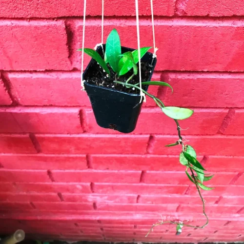 Hoya Rebecca Plant -Plant Life Decor Shop HoyaRebacca 3