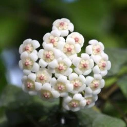 Hoya Rotundiflora Plant