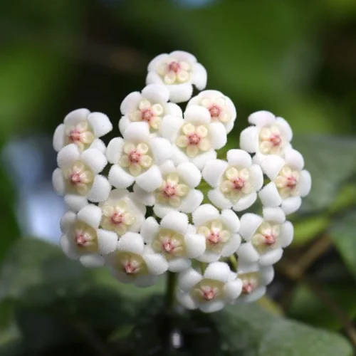 Hoya Rotundiflora Plant