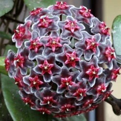 Hoya Pubicalyx Royal Hawaiian Purple Plant