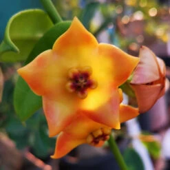 Hoya Ruthie Plant -Plant Life Decor Shop HoyaRuthie 7