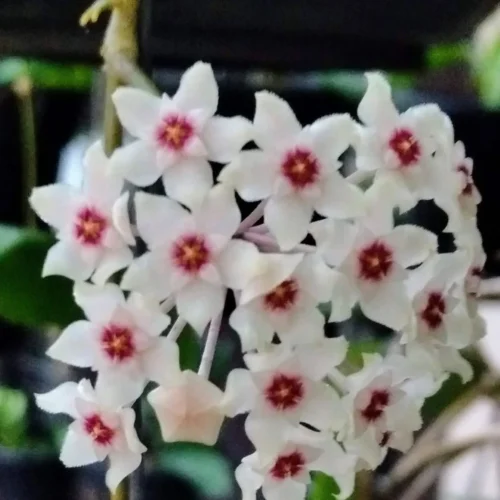 Hoya Sahya Plant