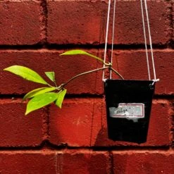 Hoya Sahya Plant -Plant Life Decor Shop HoyaSahya 5
