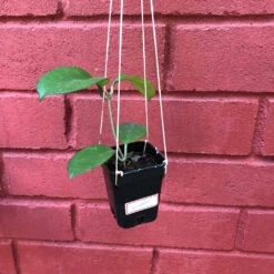 Hoya Skinneriana Plant -Plant Life Decor Shop HoyaSkinneriana 4
