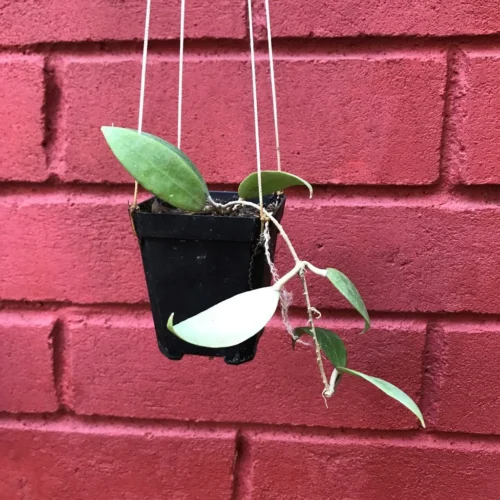 Hoya Bogor Plant -Plant Life Decor Shop HoyaSpBogor 1