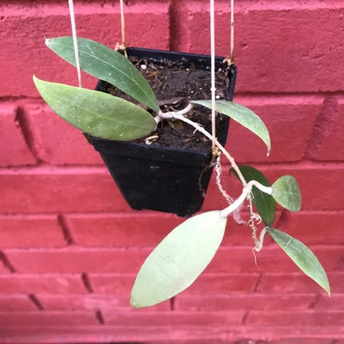 Hoya Bogor Plant -Plant Life Decor Shop HoyaSpBogor 2