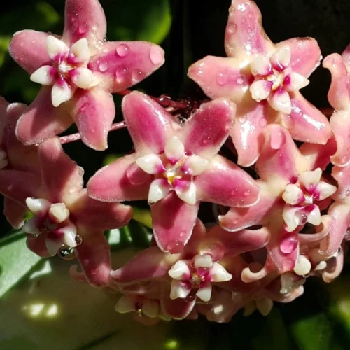 Hoya Subcalva Plant