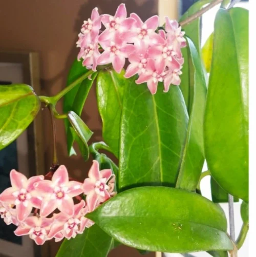 Hoya Subcalva Plant -Plant Life Decor Shop HoyaSubcalva 3