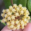 Hoya Surigaoensis Plant