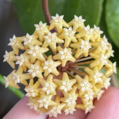 Hoya Surigaoensis Plant