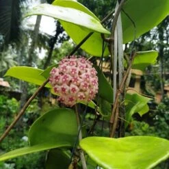 Hoya Sweet Scent Plant -Plant Life Decor Shop HoyaSweetScent 3 1dd96e03 c5e9 4655 88c4 0eb35cedaf81