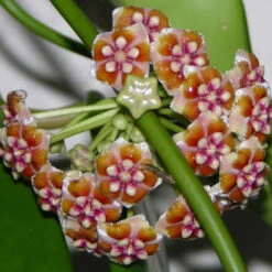 Hoya Treubiana Plant