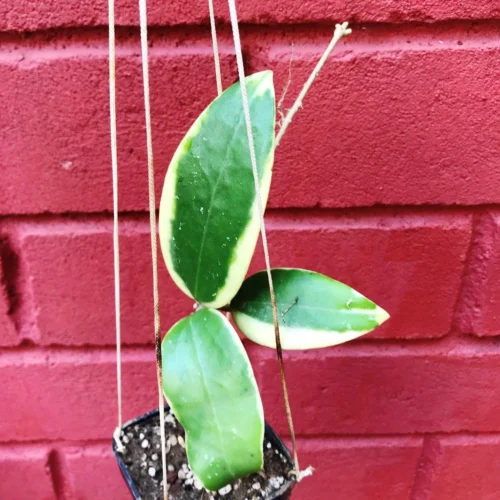 Hoya Verticillata Albomarginata Plant -Plant Life Decor Shop HoyaVerticillataAlbomargina 1