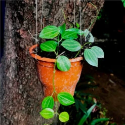 Dischidia Watermelon Plant