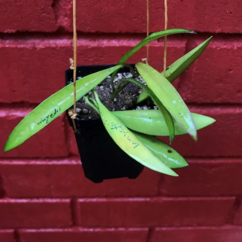 Hoya Wayetii Plant -Plant Life Decor Shop HoyaWayetti 1