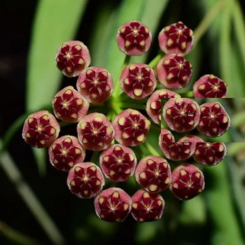 Hoya Wayetii Plant