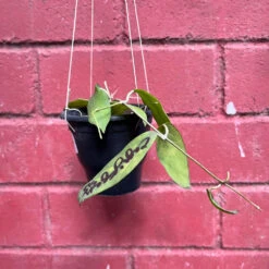 Hoya Cagayanensis Plant -Plant Life Decor Shop Hoya Cagayanensis 2 c62433ff 0578 446c 8ec7 9e52625e2565