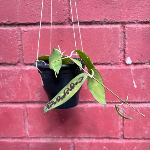 Hoya Cagayanensis Plant -Plant Life Decor Shop Hoya Cagayanensis 2 c62433ff 0578 446c 8ec7 9e52625e2565