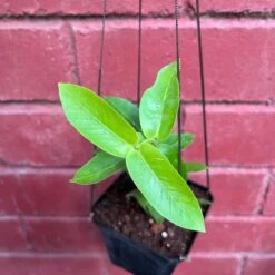 Hoya Densifolia F. Dark Plant -Plant Life Decor Shop Hoya Densifolia f. dark 1