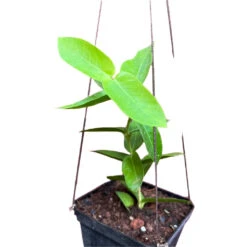 Hoya Densifolia F. Dark Plant -Plant Life Decor Shop Hoya Densifolia f. dark