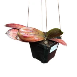 Hoya Erythrina Bajo Plant -Plant Life Decor Shop Hoya Erythrina bajo 6