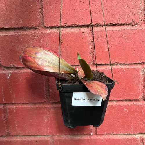 Hoya Erythrina Bajo Plant 13 Hoya Erythrina Bajo Plant -Plant Life Decor Shop Hoya Erythrina bajo 7