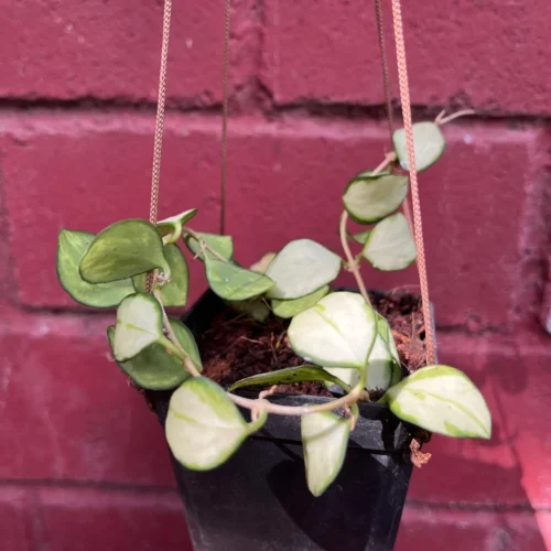 Hoya Heuschkeliana 'Variegata' Plant -Plant Life Decor Shop Hoya Heuschkeliana Variegata 1