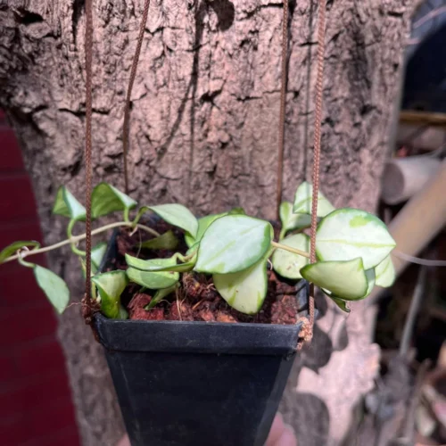 Hoya Heuschkeliana 'Variegata' Plant -Plant Life Decor Shop Hoya Heuschkeliana Variegata fa332921 83d4 4933 a216 a4c421eaafc1