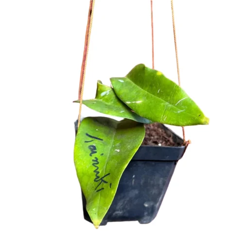 Hoya Kaimuki Plant -Plant Life Decor Shop Hoya Kaimuki 2