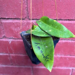 Hoya Kaimuki Plant 7 Hoya Kaimuki Plant -Plant Life Decor Shop Hoya Kaimuki 3