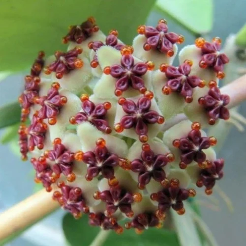 Hoya Kerrii Plant