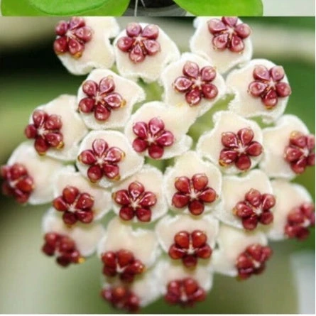 Hoya Kerrii Reverse Variegata Plant 5 Hoya Kerrii Reverse Variegata Plant - Image 5