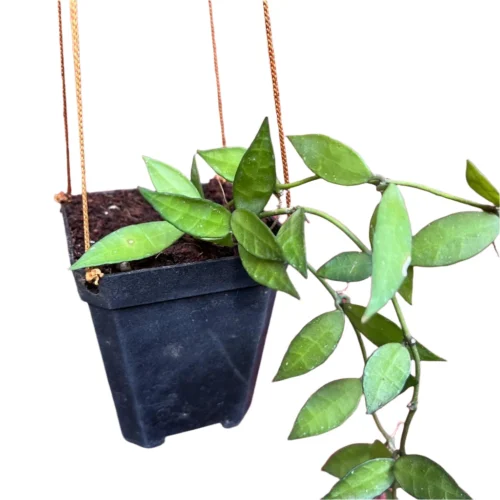 Hoya Lacunosa Plant -Plant Life Decor Shop Hoya Lacunosa 1
