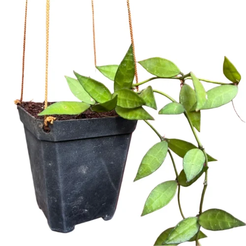 Hoya Lacunosa Plant -Plant Life Decor Shop Hoya Lacunosa