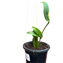 Hoya Lobbii Red Plant -Plant Life Decor Shop Hoya Lobbii Red 2