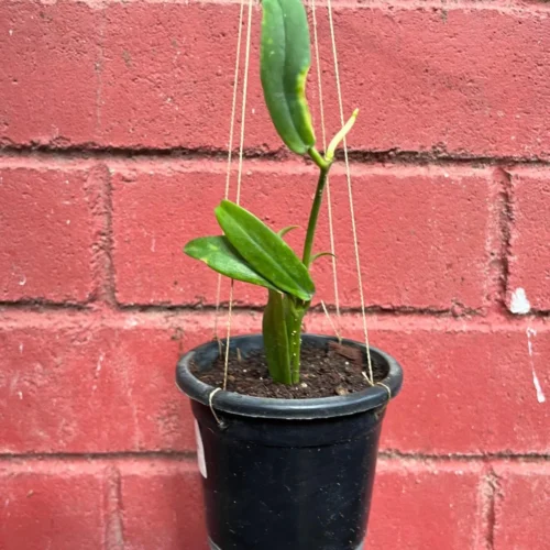 Hoya Lobbii Red Plant -Plant Life Decor Shop Hoya Lobbii Red 3