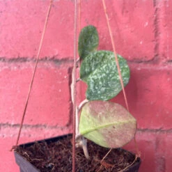 Hoya Obovata Splash Plant -Plant Life Decor Shop Hoya Obovata Splash 6
