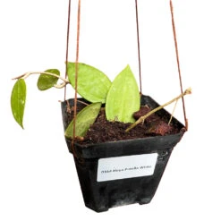 Hoya Patella White Plant -Plant Life Decor Shop Hoya Patella White 3