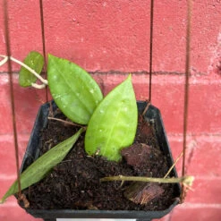 Hoya Patella White Plant -Plant Life Decor Shop Hoya Patella White 4