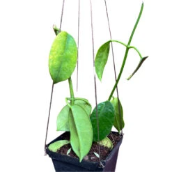 Hoya Ruthie Yellow Plant -Plant Life Decor Shop Hoya Ruthie Yellow 1