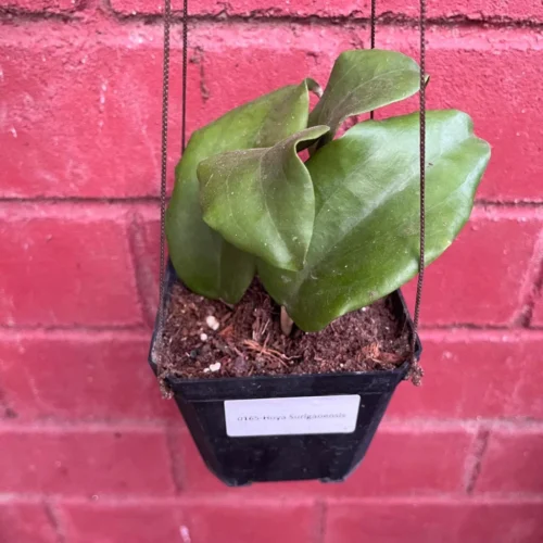 Hoya Surigaoensis Plant -Plant Life Decor Shop Hoya Surigaoensis 3