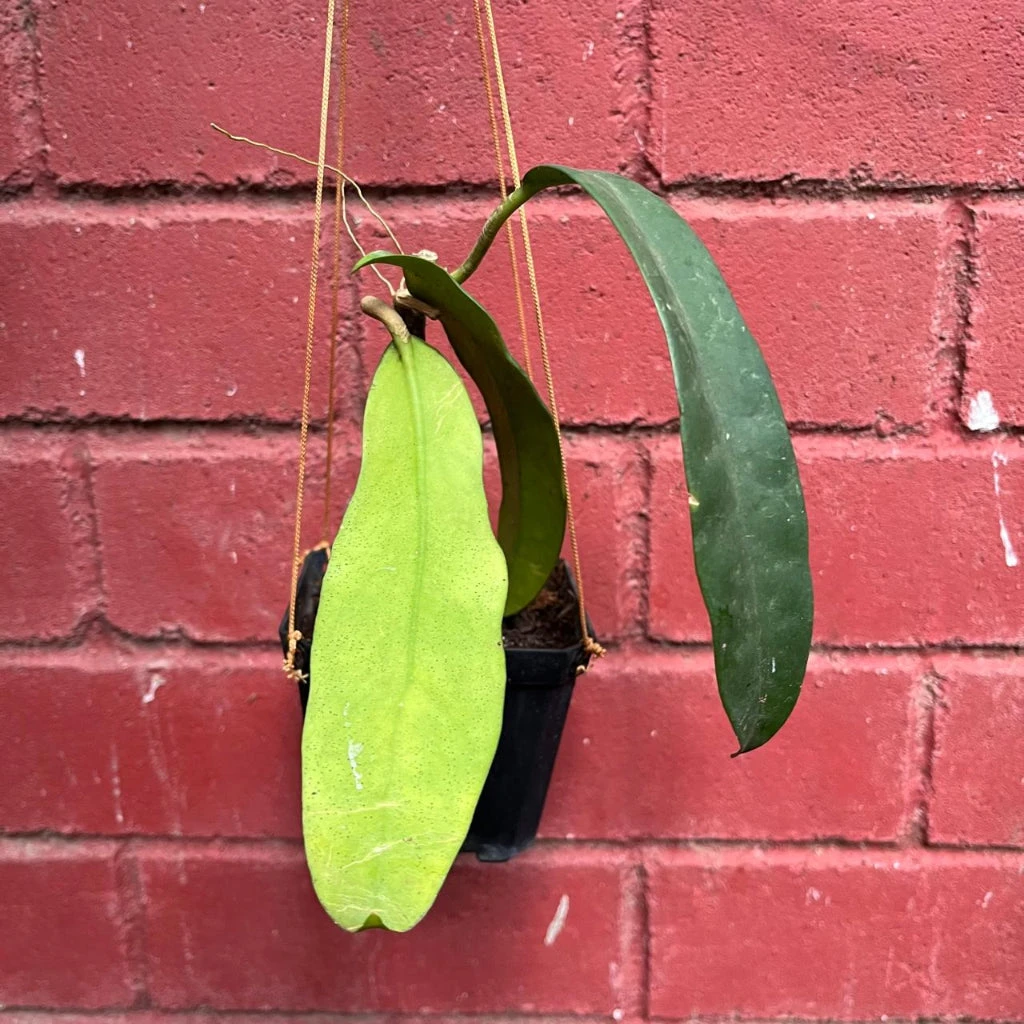 Hoya Treubiana Plant 4 Hoya Treubiana Plant - Image 4