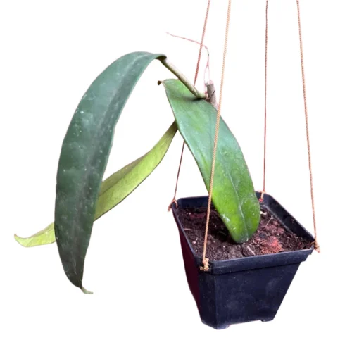 Hoya Treubiana Plant 6 Hoya Treubiana Plant -Plant Life Decor Shop Hoya Treubiana 3