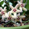 Hoya Buotii Plant