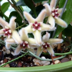 Hoya Buotii Plant