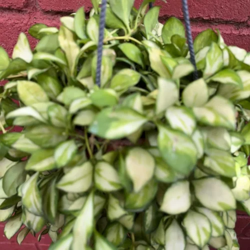 Hoya Heuschkeliana 'Variegata' Plant -Plant Life Decor Shop Hoya heuchkeliana Variegata 1