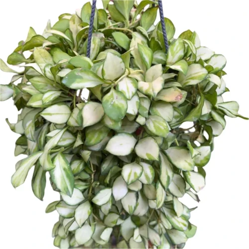 Hoya Heuschkeliana 'Variegata' Plant -Plant Life Decor Shop Hoya heuchkeliana Variegata 2